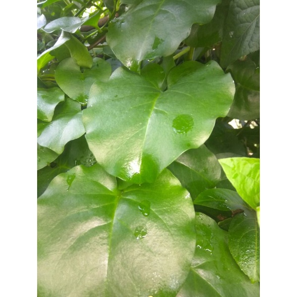 Jual Daun Binahong Fresh Segar Per Kg Shopee Indonesia