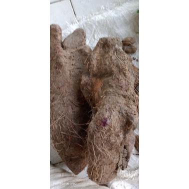 

1 kg uwi makanan tradisional umbi uwi [ Dioscorea alata ]