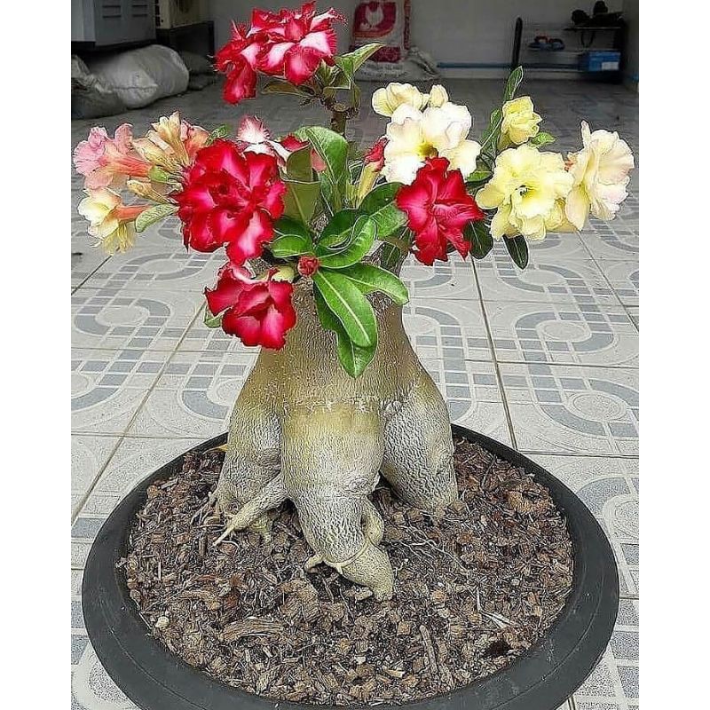 bibit adenium grafting size d