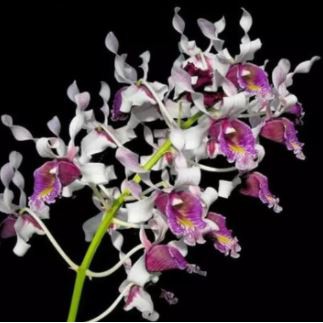 Anggrek Keren Dendrobium Nindii