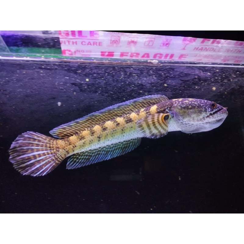 channa auranti 9-12cm grade A