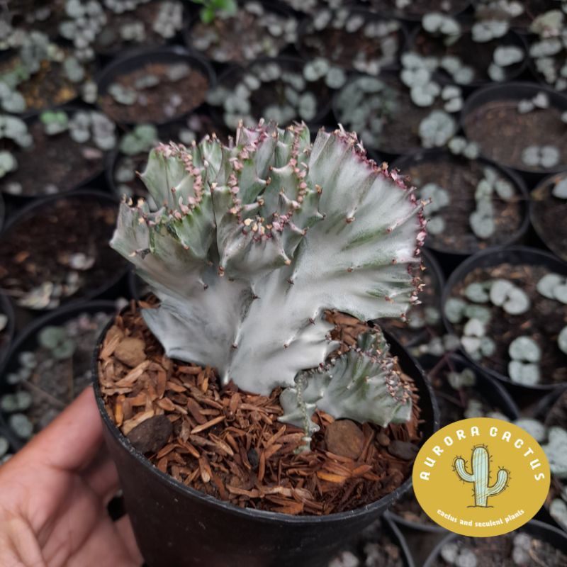 KAKTUS Euphorbia lactea cristata