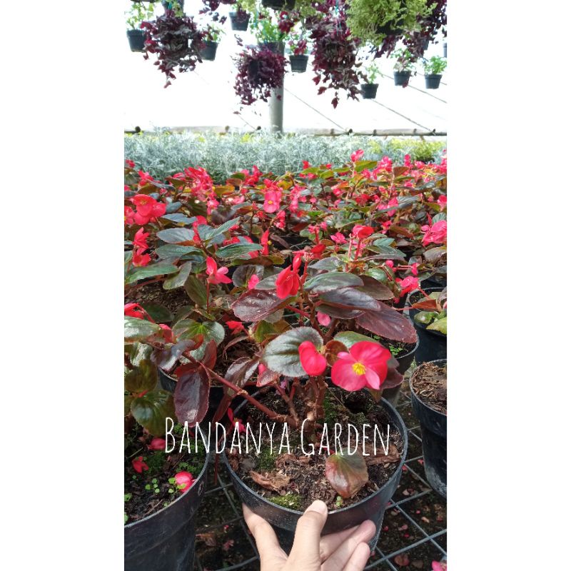 Tanaman Hias Begonia Bali Daun Merah