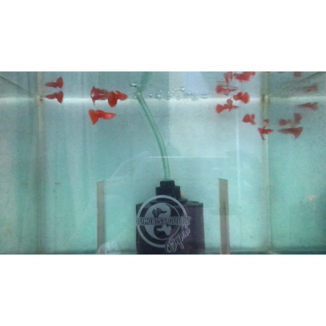 Ikan Guppy AFR Big Dorsal Indukan usia 4 bulan up