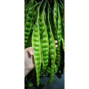 

petai