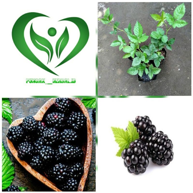 bibit tanaman buah blackberry pohon blackberry