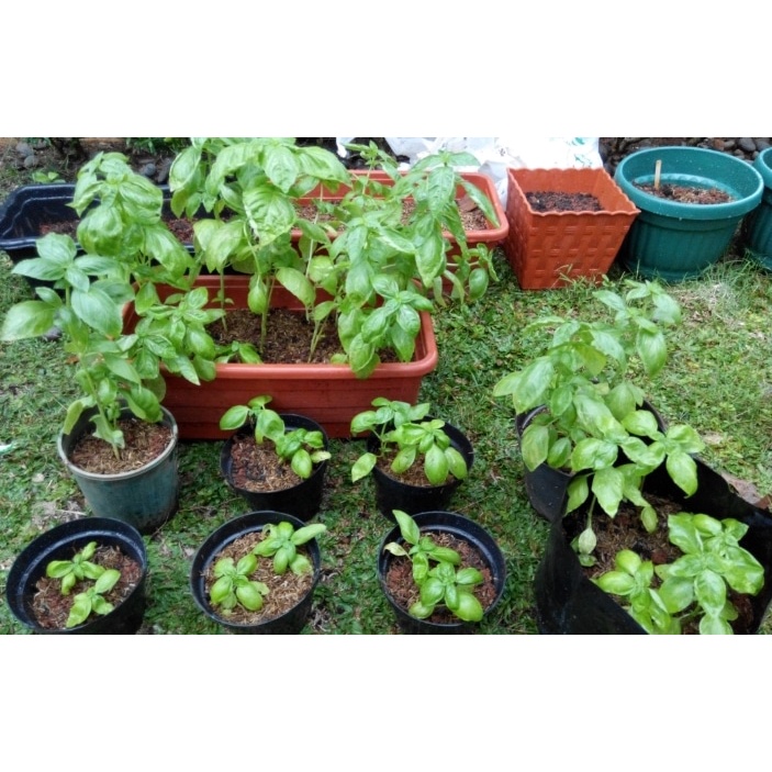 Benih Basil 30 Seed  - Benih Asli Dari Tanaman - Bukan Hasil Lab - Ocimum Basilicum