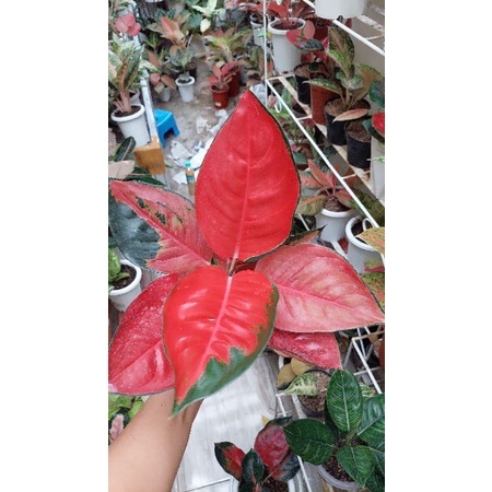 suksom super special