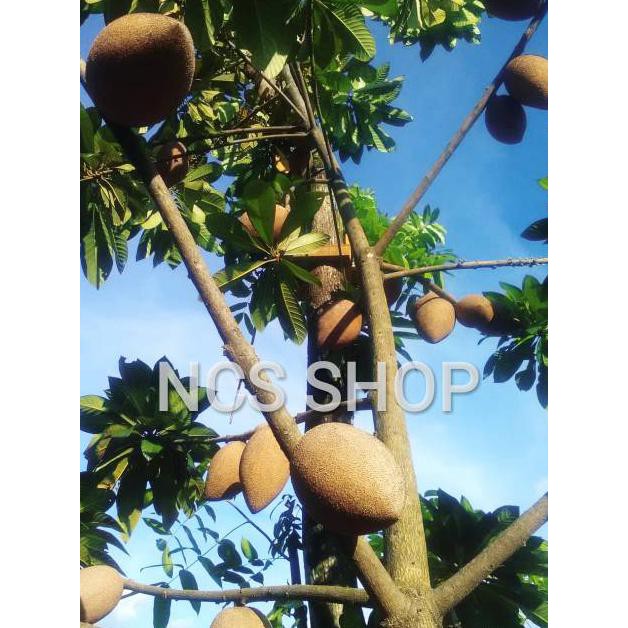 Mamey sapote magana, bibit tanaman, buah mamey ide