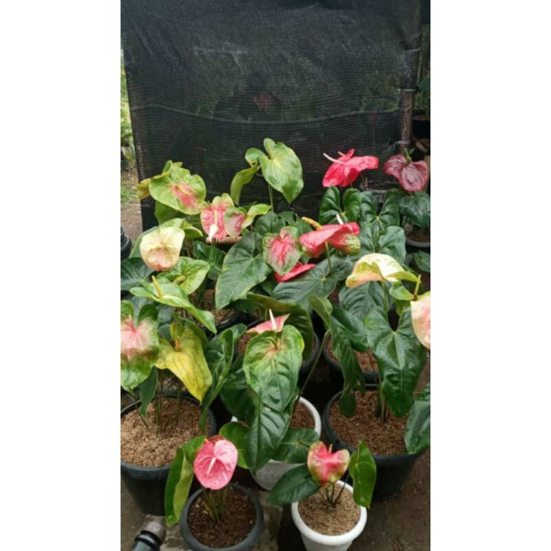 Tanaman hias anthurium presiden