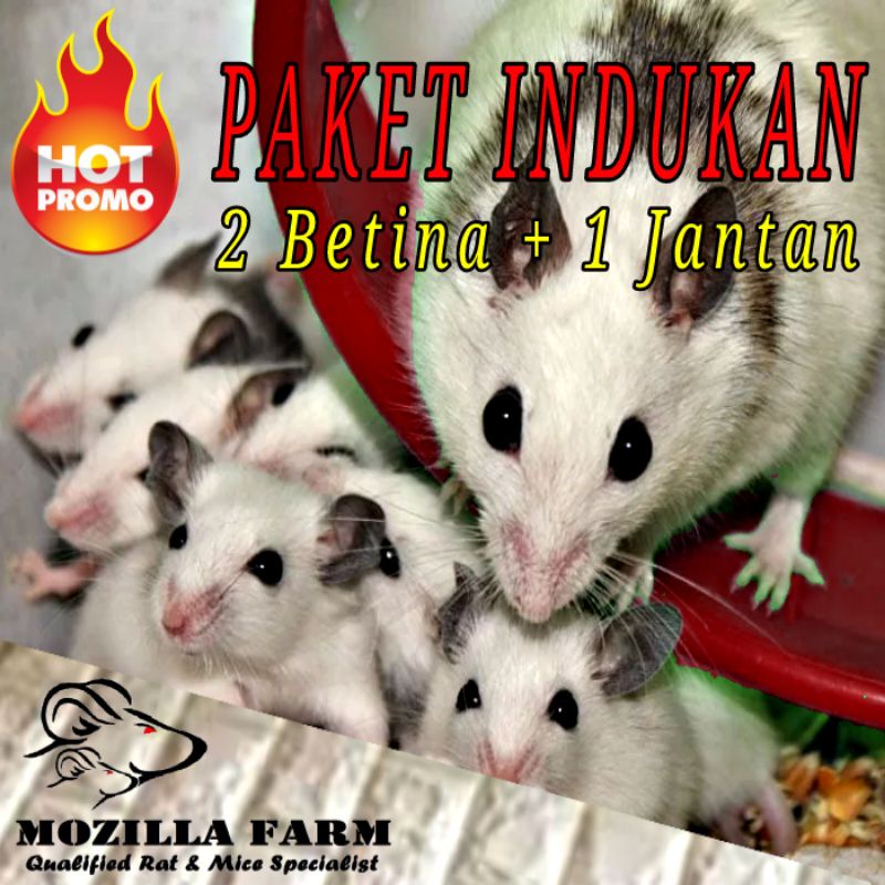 Tikus ASF / ASF Rat / African Soft Fur Rat Indukan ( 2 Betina + 1 Jantan )