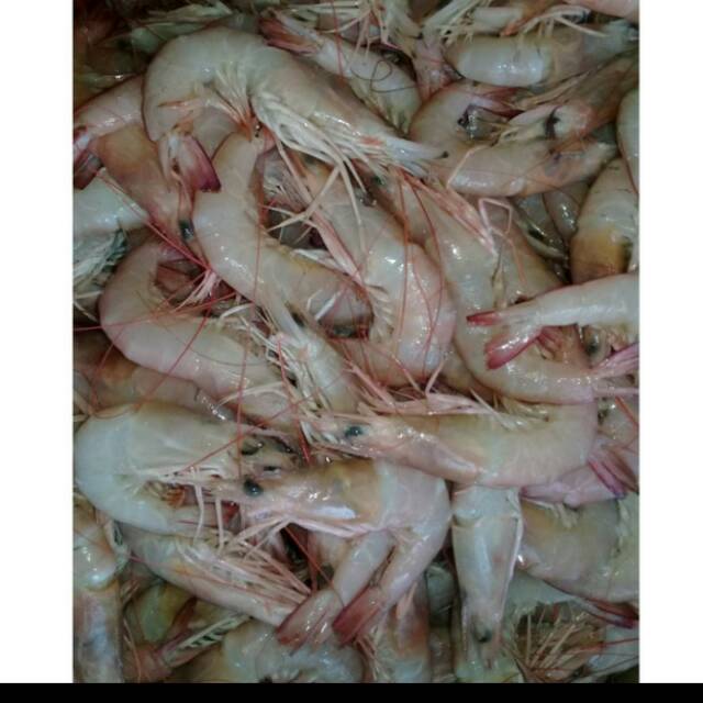 

Udang fresh 500 gram