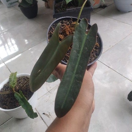 JUAL PHILODENDRON SPIRITUS SANCTI