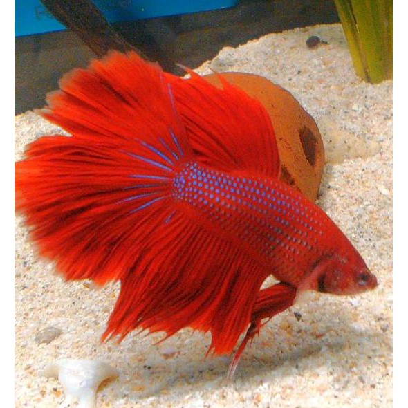 Ikan Cupang Hias Halfmoon Rosetail Super Red Merah Solid Male Size M++