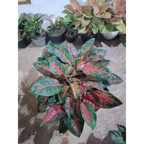 Aglonema Red kocin / Kocin merah Indukan