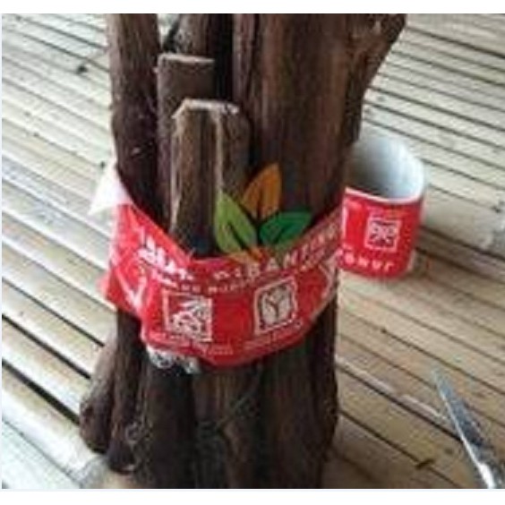 Stek/Cutting bonggol anggur Jupiter