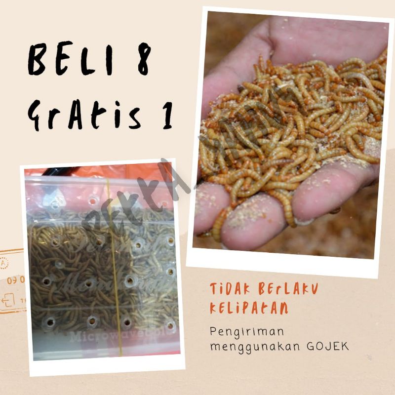 Ulat Hongkong Hidup, Pakan Burung Dll