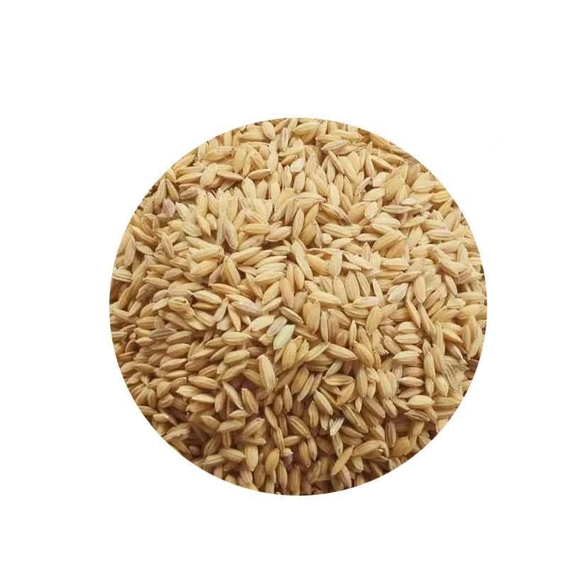 GABAH MERAH pakan ayam