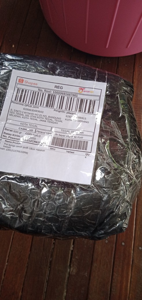 Pot Bunga Tanaman Tawon Putih 18cm +tatakan Bawah