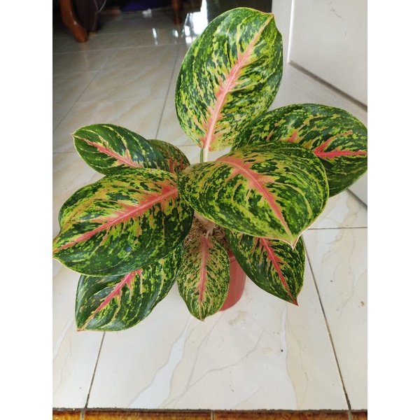 Aglonema Big papa Realpic Jumbo