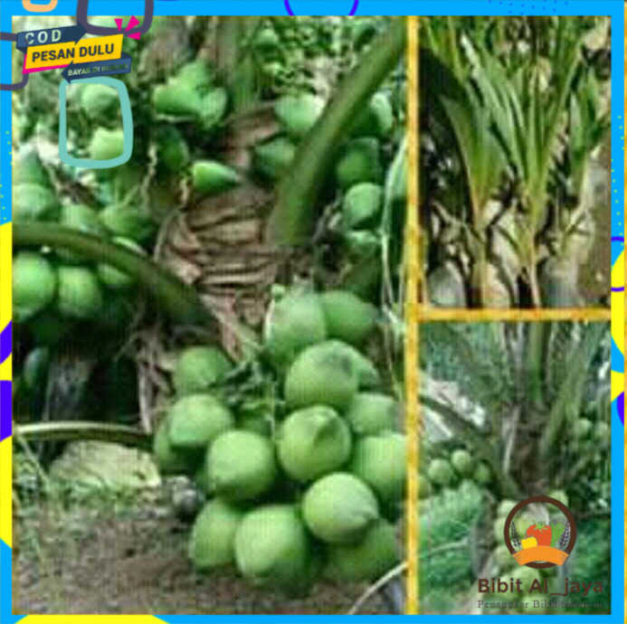 Bibit tanaman pohon kelapa ijo