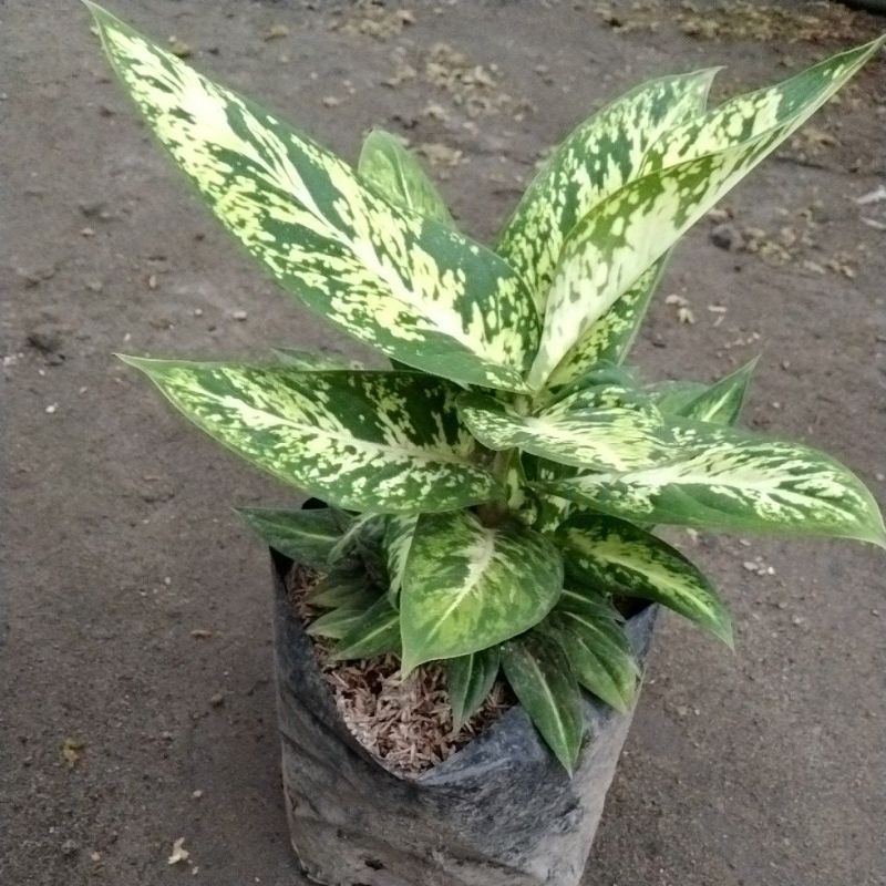 difen candi