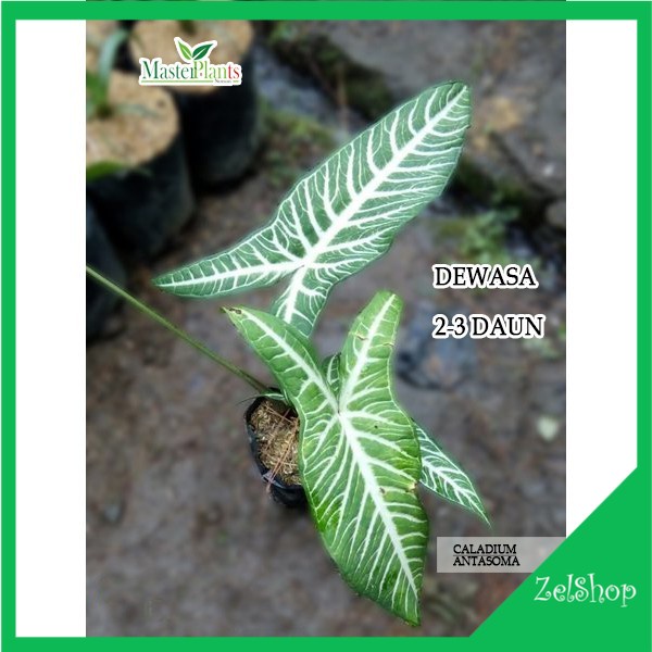 Keladi Antasoma Original / Xanthosoma Lindenii / Keladi Zebra / Caladium Antasoma