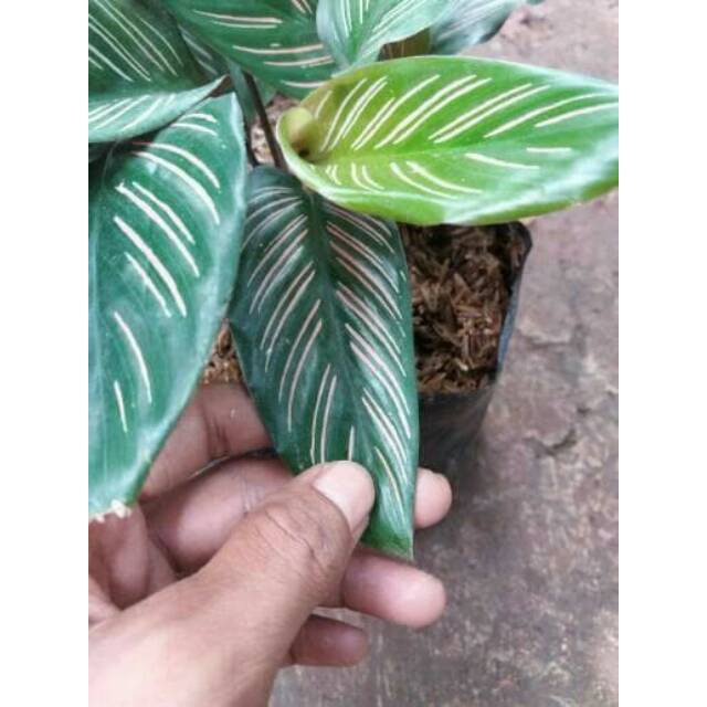 Tanaman hias kalatea - Pohon Calathea ornata