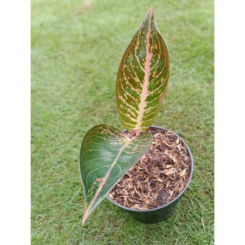 Tanaman hias aglonema tiara