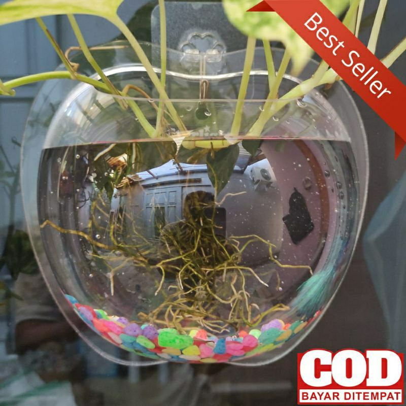 AQUARIUM DINDING TEMPEL APPLE DIAMETER 20CM UNTUK HIASAN VAS TANAMAN TERRARIUM &amp; IKAN CUPANG