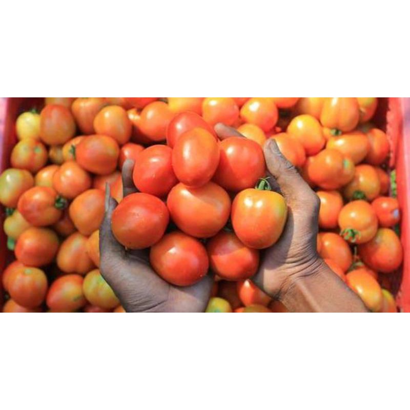 

BUAH / SAYURAN TOMAT