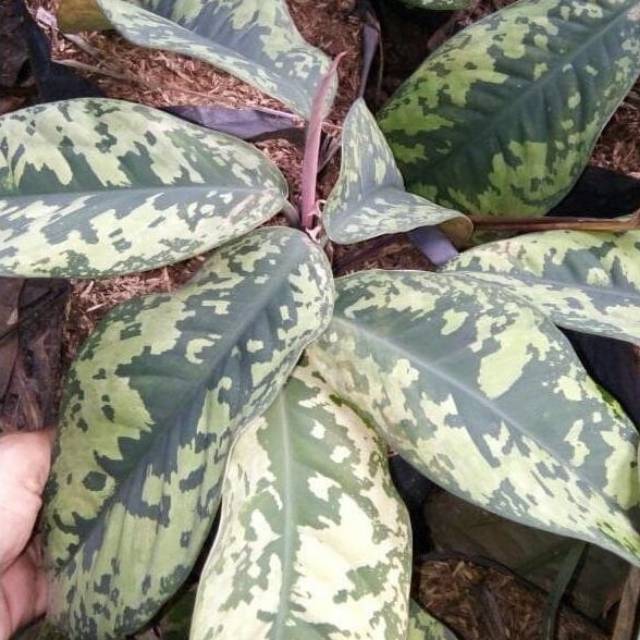 BIBIT AGLONEMA KARET