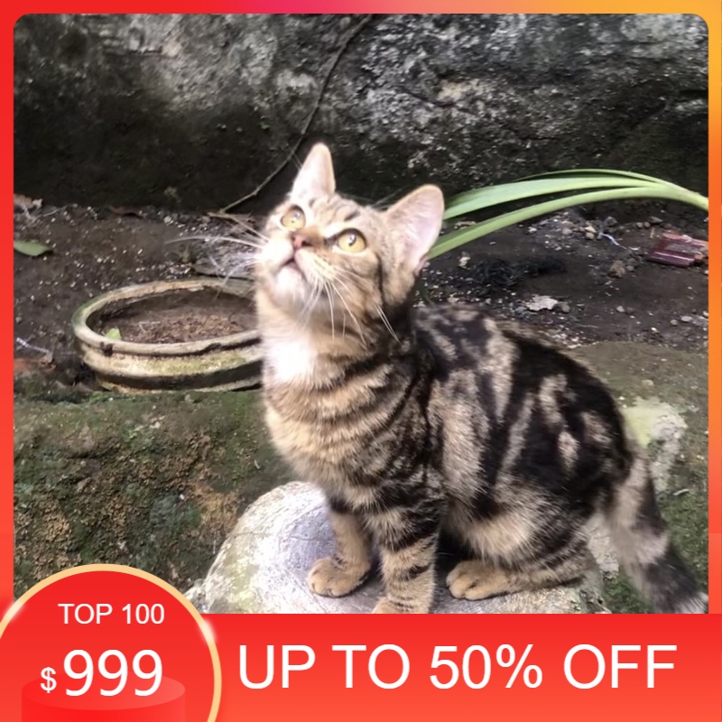 NAWIME CAT | Scottish Straight Ear Marble Tabby Cat | Bukan Kucing Persia Medium Flatnose Peaknose