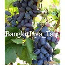 Anggur Import Akademik