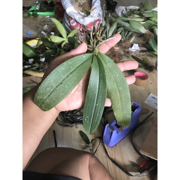 anggrek bulan/ amabilis / anggrek remaja