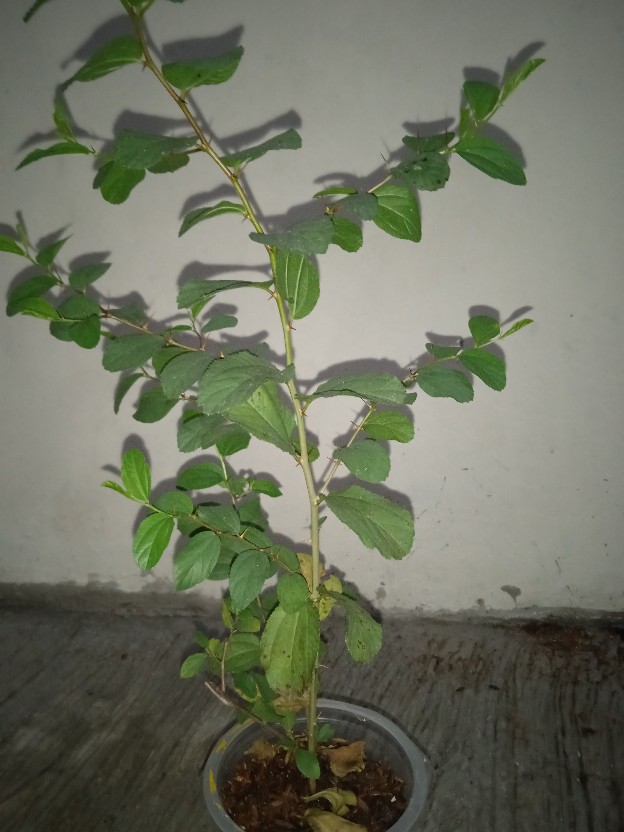 Pohon Bidara Arab Tinggi 20cm