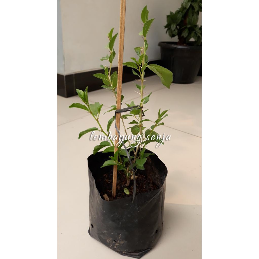 H3R0 Bibit Pohon Bidara Arab Shidr Sidhr Sidr Buah Daun Batang %%