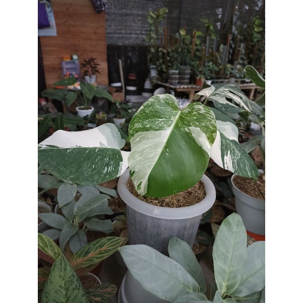 Monstera Variegata Ekonomis / Monvar