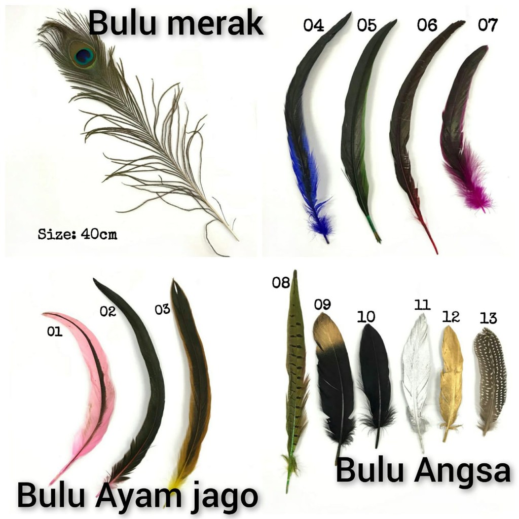 1 BUAH - BULU AYAM | BULU ANGSA| BULU M | BULU TUING | BULU BIYOT