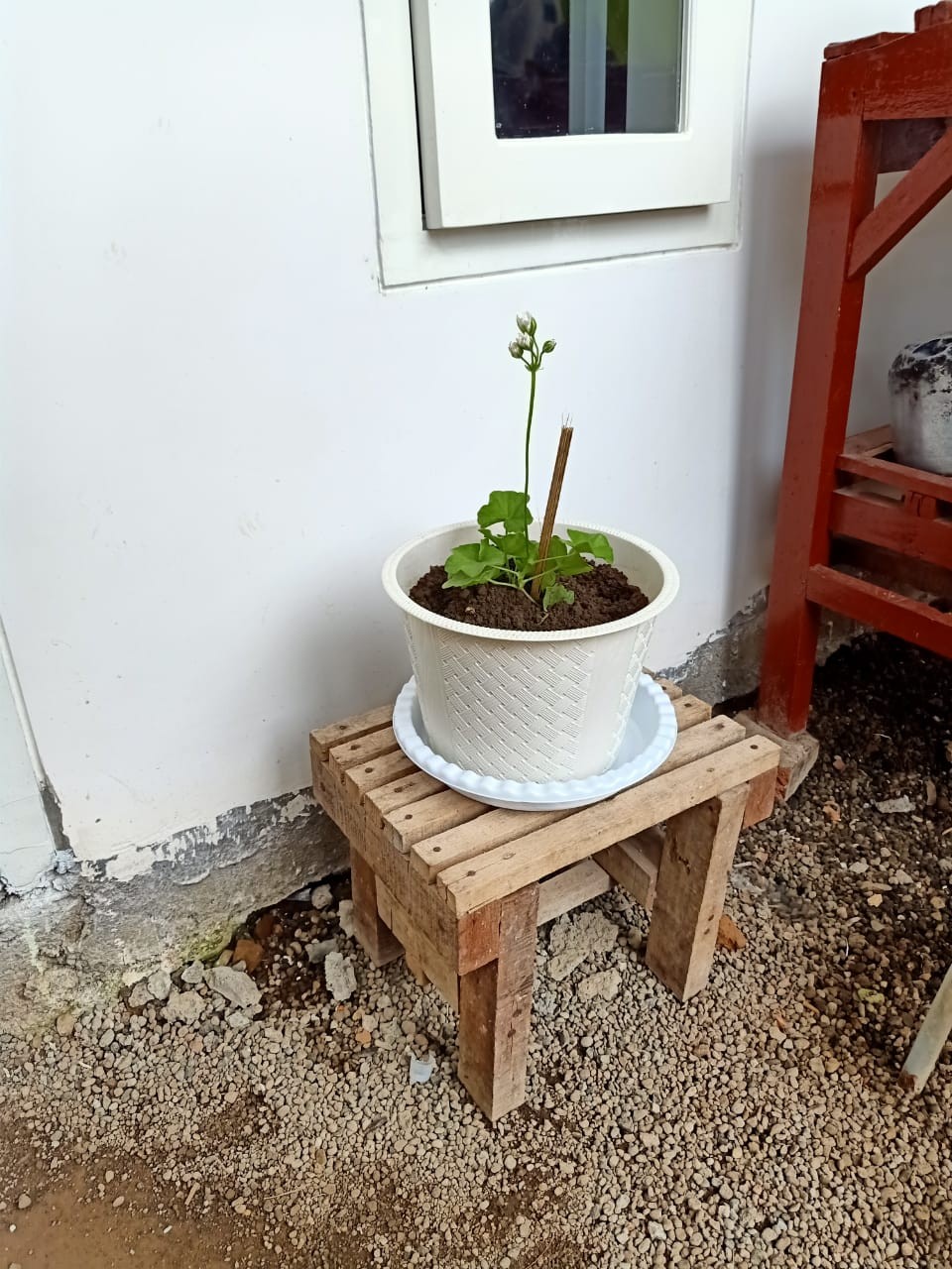 Tanaman Hias Geranium Merah Putih Pink Salem