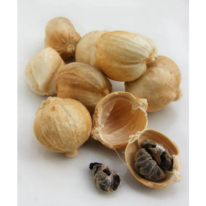

Promo Kapulaga kering | 100 Gram | SS COFFEE