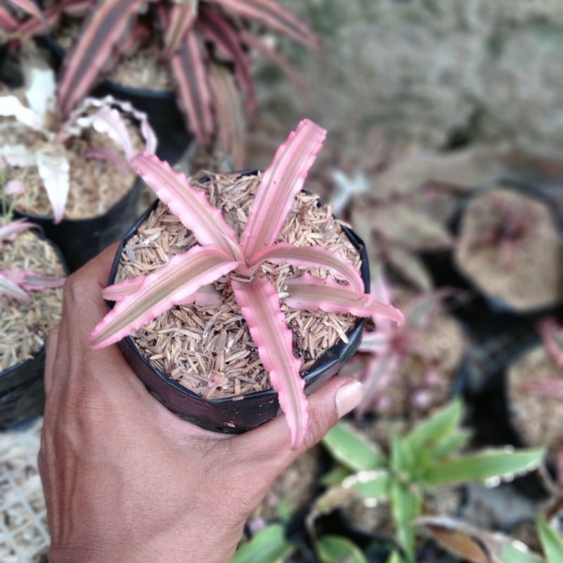 Tanaman hias bromelia cryptantus pink mini
