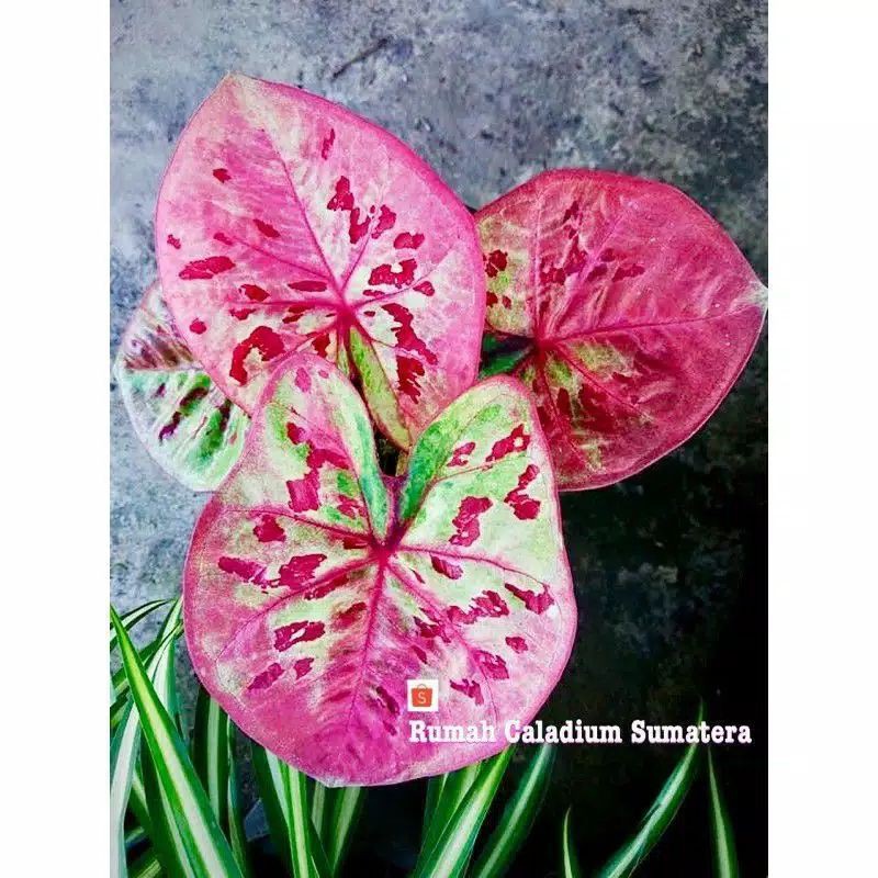 caladium raspberry moon / caladium rasberry / caladium hybrid / caladium import