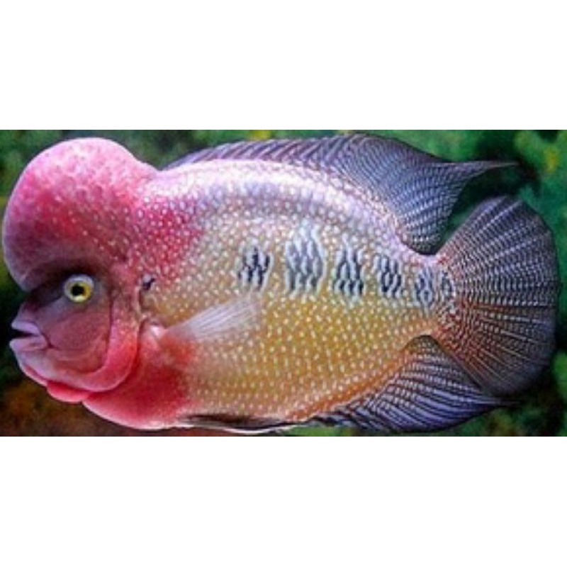 ikan louhan cencu/srd 2-3 cm (beli 5 gratis 1)