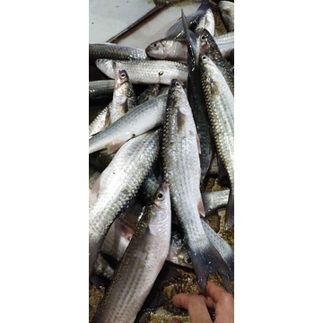 

Promo Ikan Belanak 1kg Segar