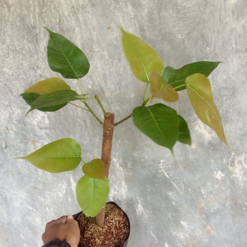 pohon bodhi vicus religiosa/pohon bodhi hindu budha sudah berakar