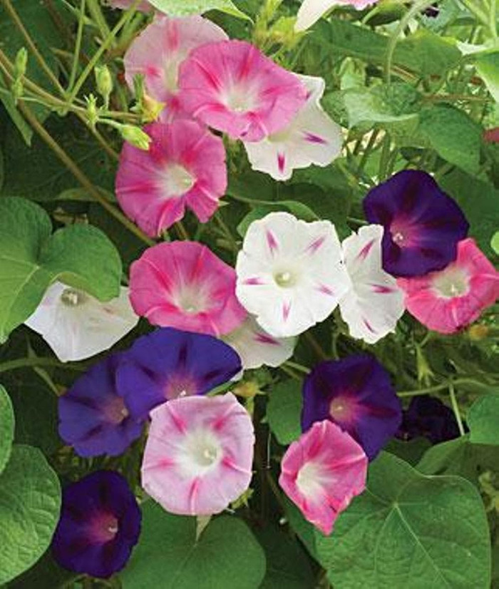 Haira Seed BIbit-Biji Bunga Morning Glory Tall Mix