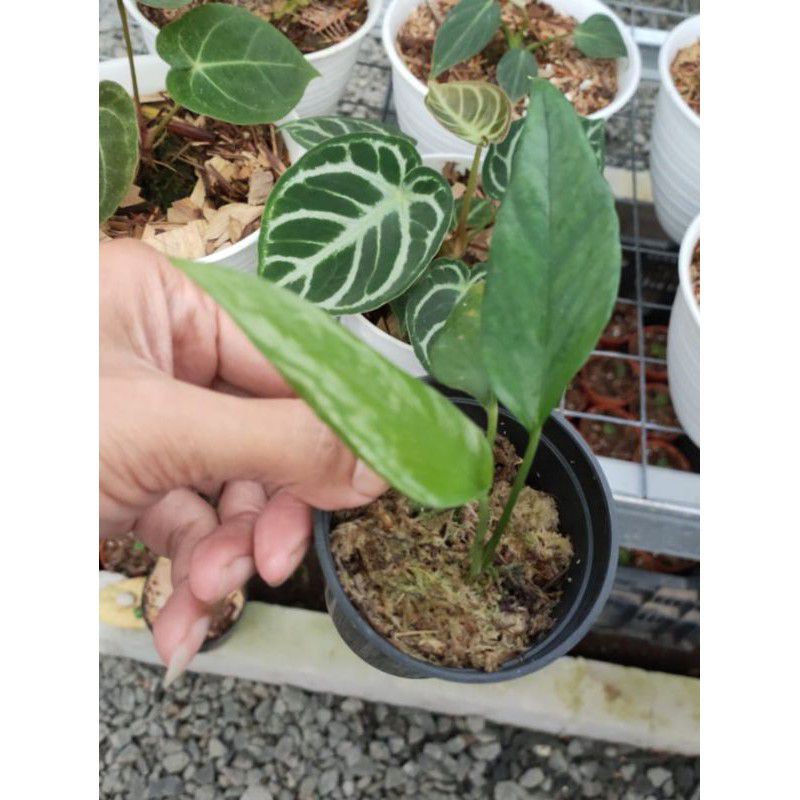 epipremnum skeleton key