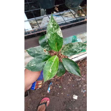 Aglonema siam jade DEWASA