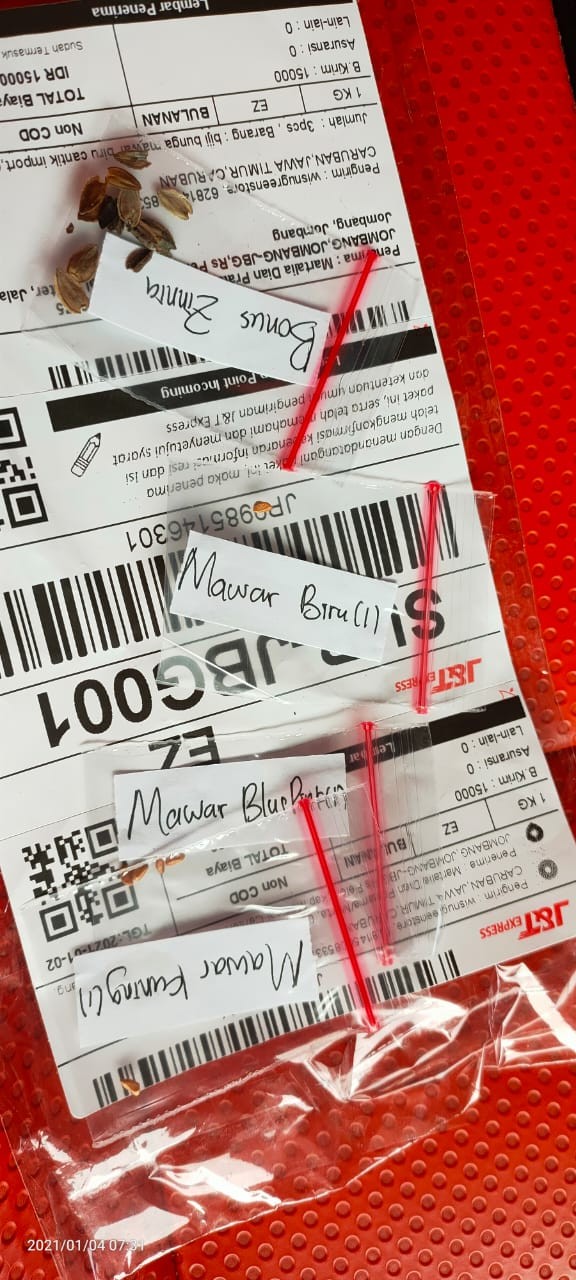 (benih)biji Bunga Mawar Kuning Langka